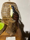 Toucan - 26 x 10 x 14 cm