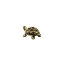 TURTLBZ3(6).webp