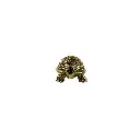TURTLBZ3(1).webp