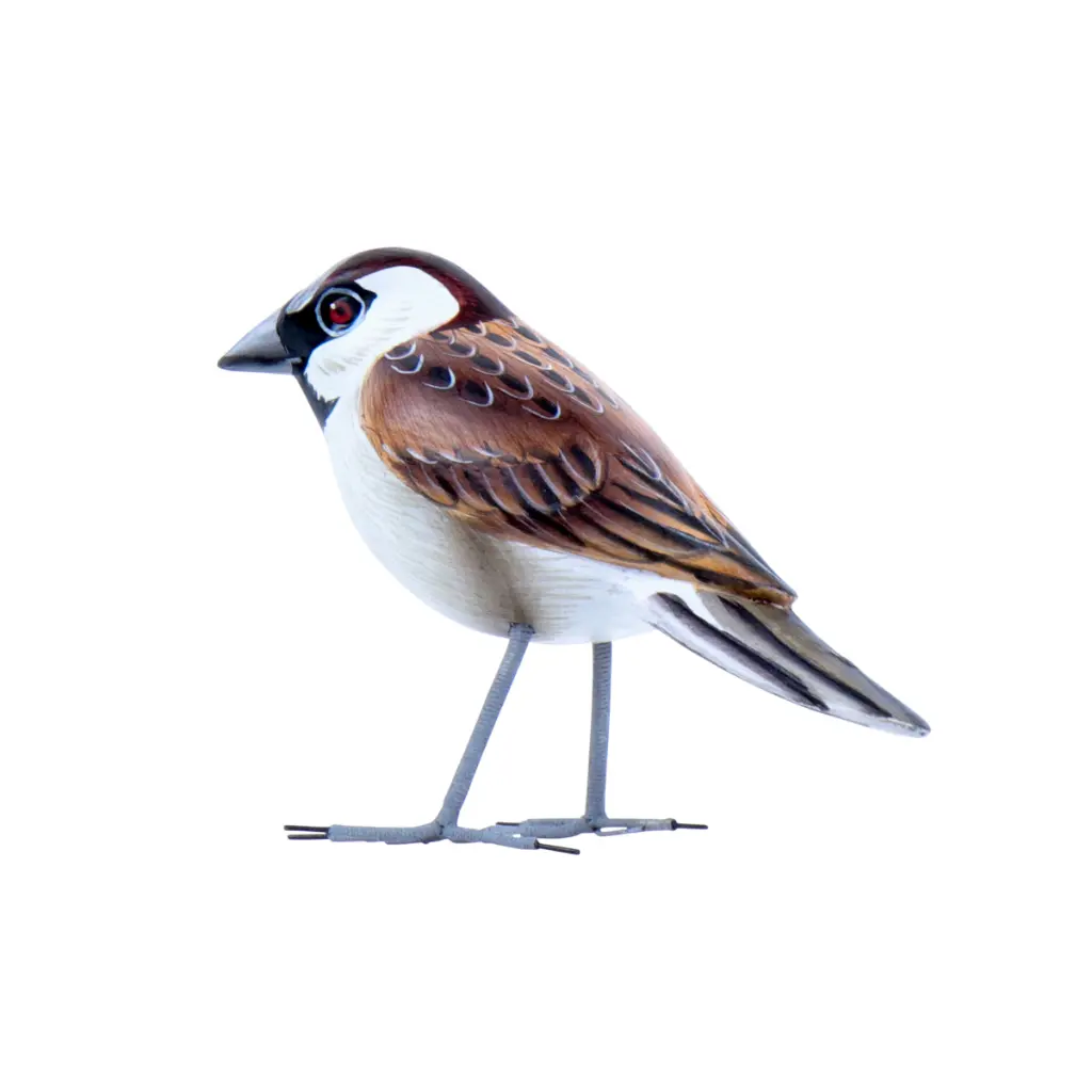 BIRDW10-01 (House Sparrow-Moineau Domestique) (4).webp