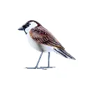 BIRDW10-01 (House Sparrow-Moineau Domestique) (4).webp