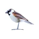 BIRDW10-01 (House Sparrow-Moineau Domestique) (5).webp