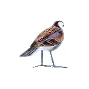 BIRDW10-01 (House Sparrow-Moineau Domestique) (3).webp