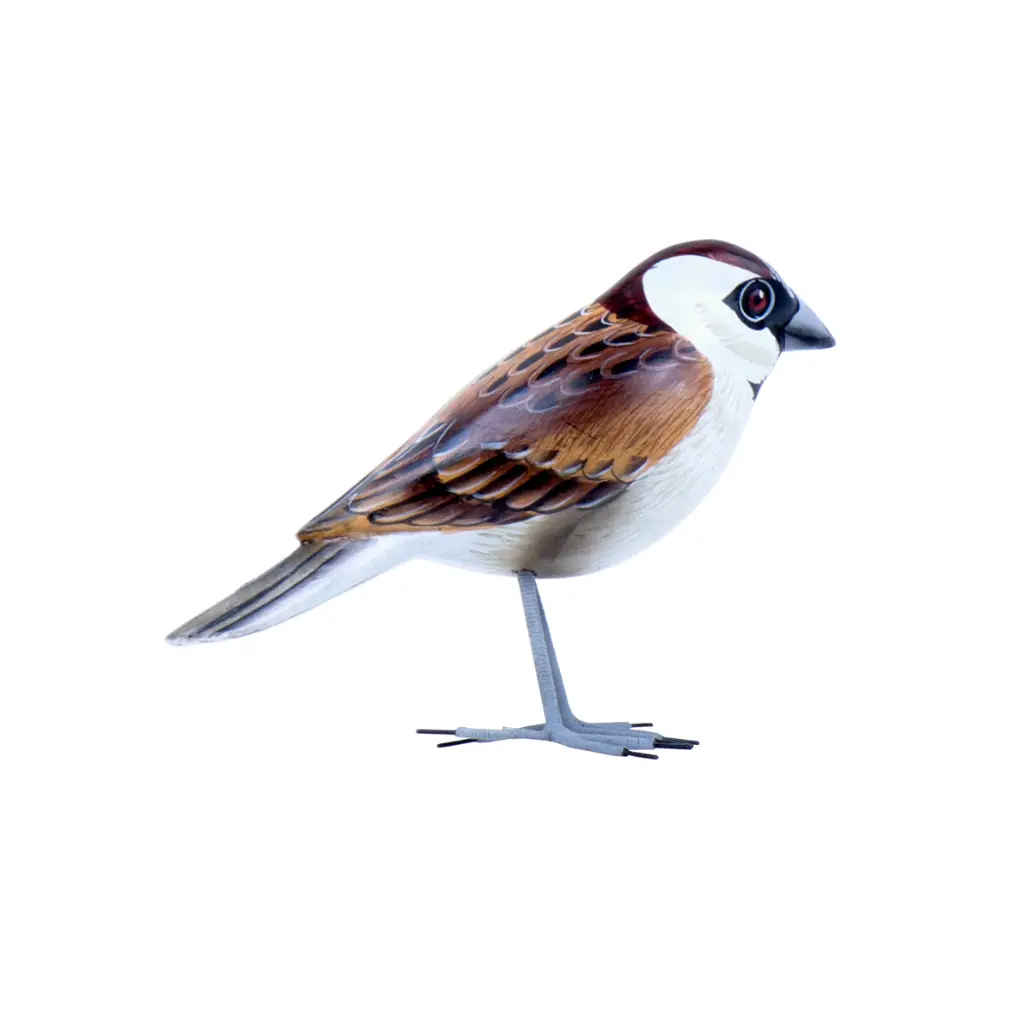 BIRDW10-01 (House Sparrow-Moineau Domestique) (2).webp
