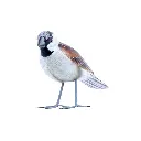 BIRDW10-01 (House Sparrow-Moineau Domestique) (6).webp