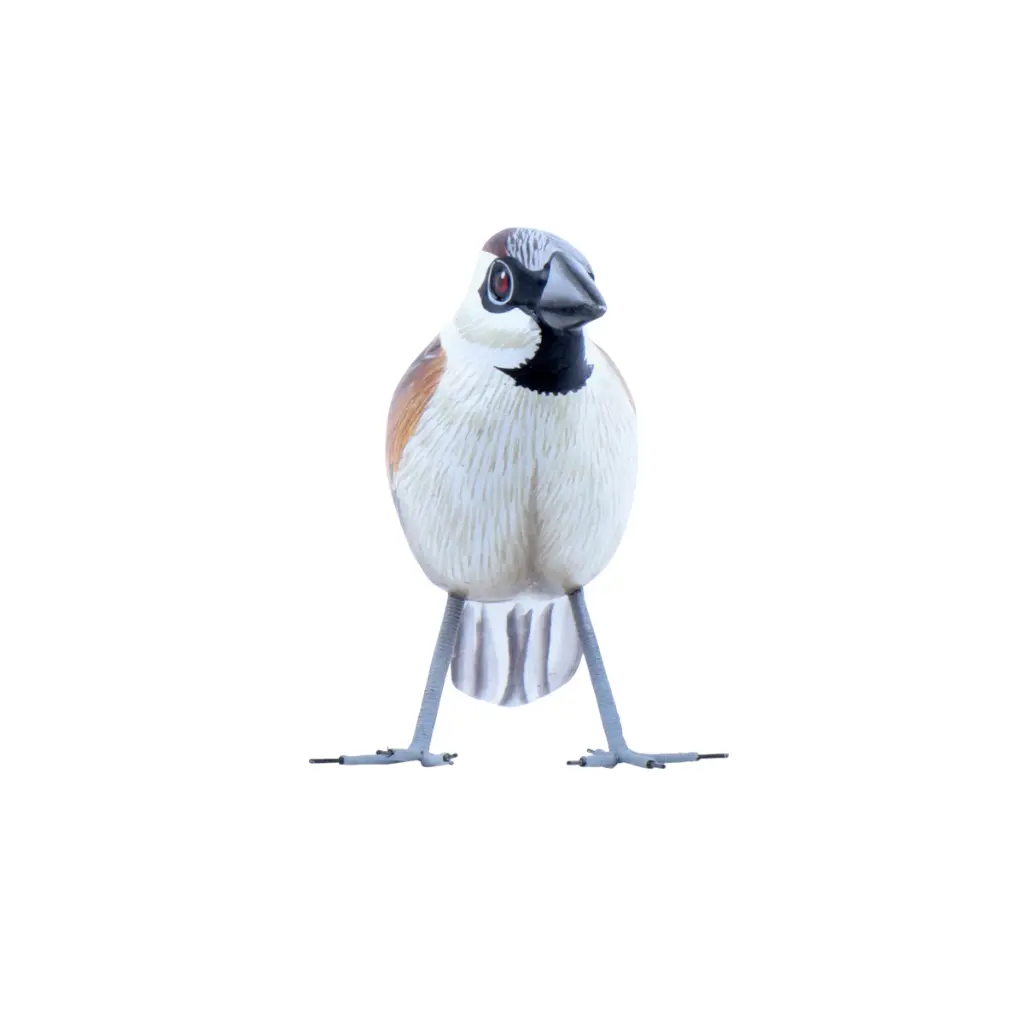 BIRDW10-01 (House Sparrow-Moineau Domestique) (7).webp