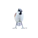 BIRDW10-01 (House Sparrow-Moineau Domestique) (7).webp