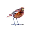 BIRDW10-05 (Sparrow-Moineau) (1).webp