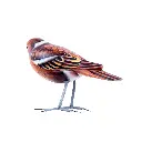 BIRDW10-05 (Sparrow-Moineau) (4).webp