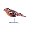 BIRDW10-05 (Sparrow-Moineau) (5).webp