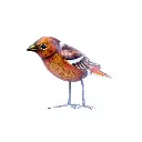 BIRDW10-05 (Sparrow-Moineau) (6).webp