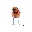 BIRDW10-05 (Sparrow-Moineau) (7).webp