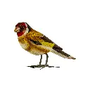 BIRDW10-03 (Goldfinch-Chardonneret) (2).webp