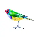 BIRDW10-10 (Gouldian Finch-Diamant de Gould) (5).webp