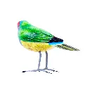 BIRDW10-10 (Gouldian Finch-Diamant de Gould) (4).webp