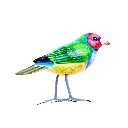 BIRDW10-10 (Gouldian Finch-Diamant de Gould) (3).webp