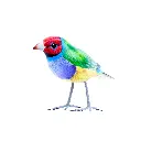 BIRDW10-10 (Gouldian Finch-Diamant de Gould) (6).webp