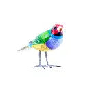 BIRDW10-10 (Gouldian Finch-Diamant de Gould) (1).webp