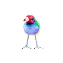 BIRDW10-10 (Gouldian Finch-Diamant de Gould) (7).webp