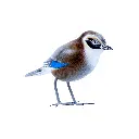 BIRDW10-07 (Jay-Geai) (1).webp