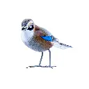 BIRDW10-07 (Jay-Geai) (6).webp