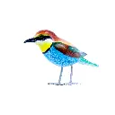 BIRDW10-11 (Bee-Eater-Guêpier) (6).webp
