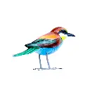 BIRDW10-11 (Bee-Eater-Guêpier) (3).webp