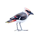 BIRDW10-09 (Waxwing-Jaseur) (3).webp