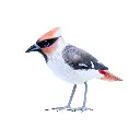 BIRDW10-09 (Waxwing-Jaseur) (6).webp