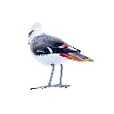 BIRDW10-09 (Waxwing-Jaseur) (4).webp