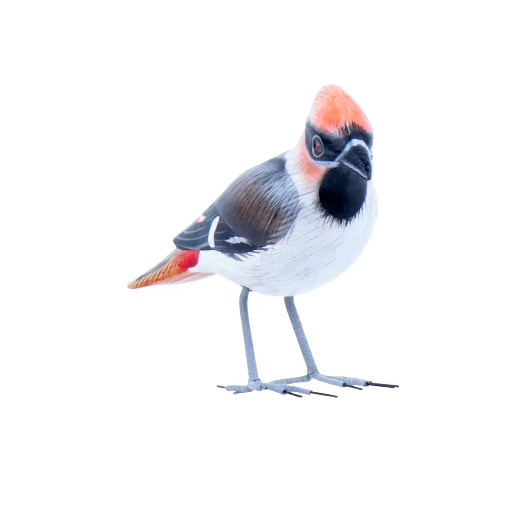 BIRDW10-09 (Waxwing-Jaseur) (1).webp