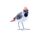 BIRDW10-09 (Waxwing-Jaseur) (1).webp