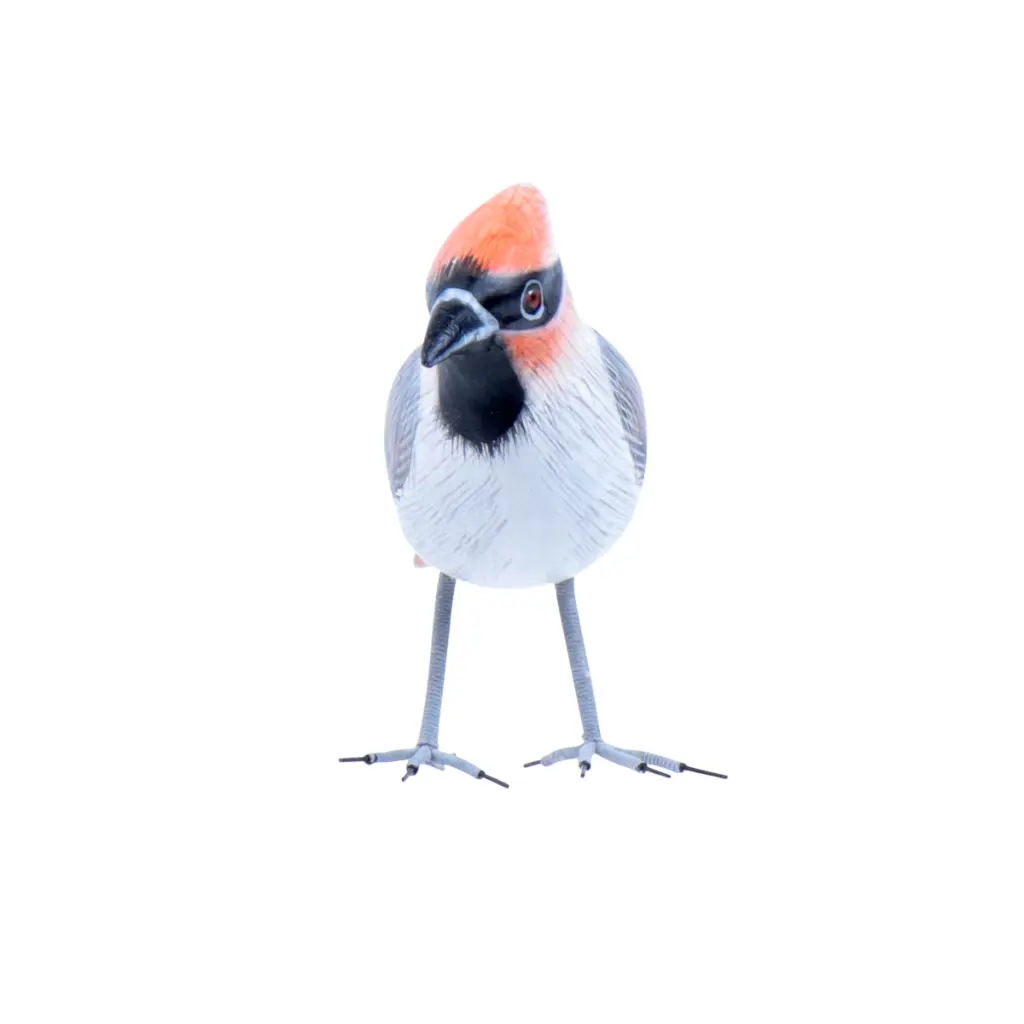 BIRDW10-09 (Waxwing-Jaseur) (7).webp