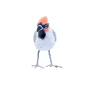 BIRDW10-09 (Waxwing-Jaseur) (7).webp