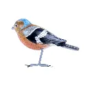 BIRDW10-08 (Chafinch-Pinson) (5).webp