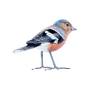 BIRDW10-08 (Chafinch-Pinson) (3).webp