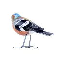 BIRDW10-08 (Chafinch-Pinson) (4).webp