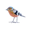 BIRDW10-08 (Chafinch-Pinson) (6).webp