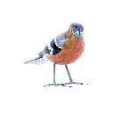 BIRDW10-08 (Chafinch-Pinson) (1).webp