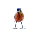 BIRDW10-08 (Chafinch-Pinson) (7).webp