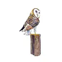 OWLBAW20 (2).webp