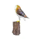 OWLBAW20 (5).webp