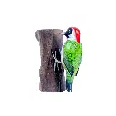 WOODPGREENW18 (4).webp