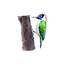WOODPGREENW18 (5).webp