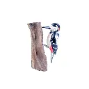 WOODPSPOTW18 (5).webp
