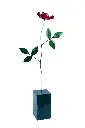 ROSESTUP73-01(3).webp