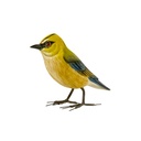 BIRDW10-04 (Blue-Winged Warbler- Paruline à Ailes Bleues) (2).jpg
