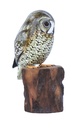 Statue - Hibou - 23 cm