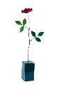 Rose - 73 x 31 x 10 cm