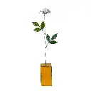 Rose - 73 x 31 x 10 cm